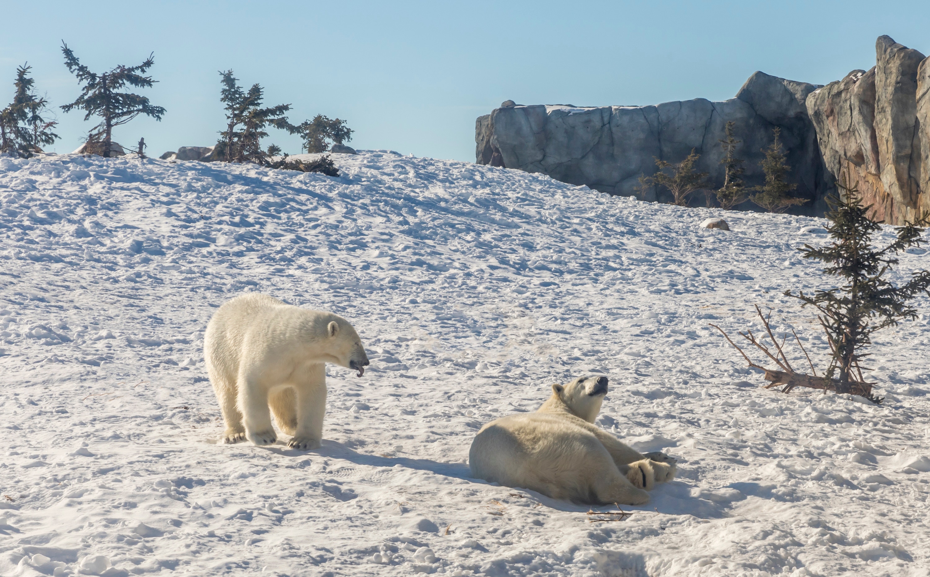 LES OURS BLANCS DE CHURCHILL | JMB Voyages, Agence De Voyages